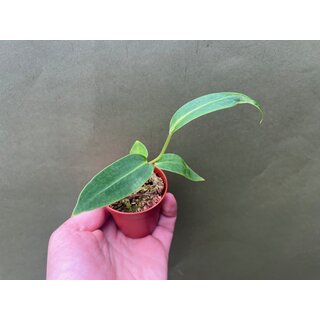 Anthurium warocqueanum Narrow Form S