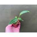 Anthurium warocqueanum Narrow Form S