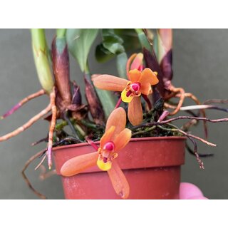 Maxillaria tenuibulbon