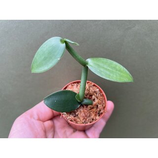 Vanilla imperialis Ableger
