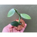 Vanilla imperialis Ableger
