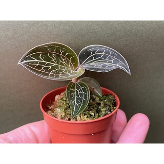 Anoectochilus chapaensis