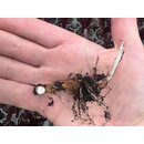 Colocasia Pharaohs Mask Rhizom