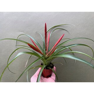 Tillandsia flabellata