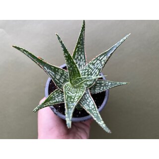 Aloe rauhii