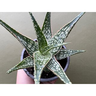 Aloe rauhii