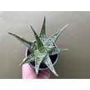 Aloe rauhii