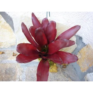 Neoregelia high red