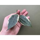 Hoya latifolia/macrophylla variegata Ableger