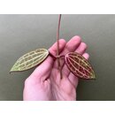 Hoya latifolia/macrophylla Ableger