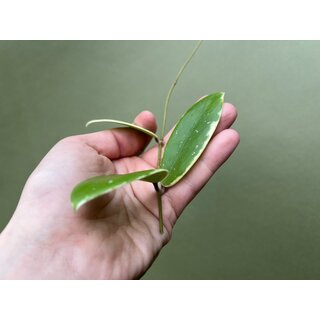 Hoya acuta albo variegata Ableger