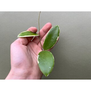 Hoya acuta albo variegata Cutting