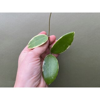 Hoya acuta albo variegata Cutting