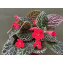 Episcia cupreata red