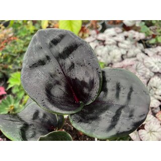 Geogenanthus ciliatus Midnight Pearl