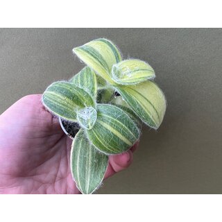 Tradescantia sillamontana variegata