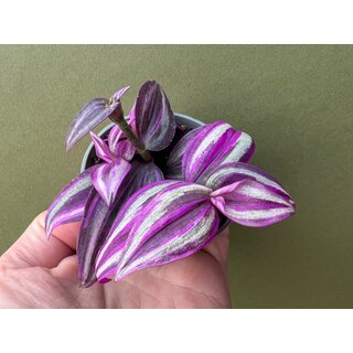 Tradescantia pink sensation