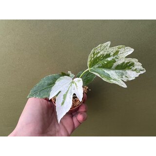 Fatsia japonica Spiders web