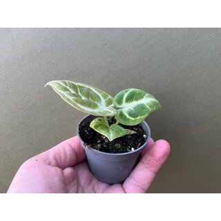 Anthurium Dorayaki Babyplant