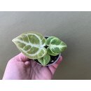 Anthurium Dorayaki Babyplant
