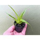 Tillandsia dyeriana Babyplant