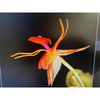 Lepanthes barbelifera