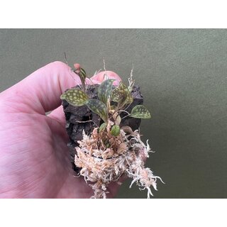 Lepanthes barbelifera