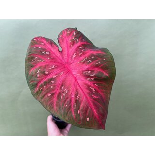Caladium Red Flash Bulb
