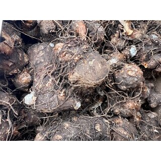 Caladium Red Flash Bulb