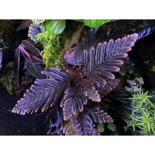 Selaginella spec. Borneo