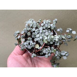 Pilea glaucophylla