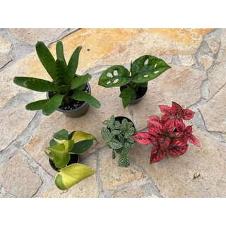 Mantis plant set S