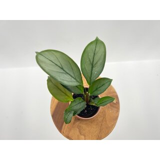 Calathea Setosa Babyplant
