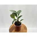 Calathea Setosa Babyplant