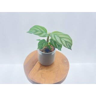  Calathea Oppenheimiana Babyplant