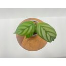 Calathea Oppenheimiana Babyplant