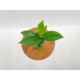 Philodendron Imperial green Babyplant
