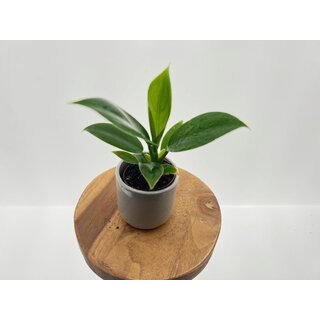 Philodendron Imperial green Babyplant