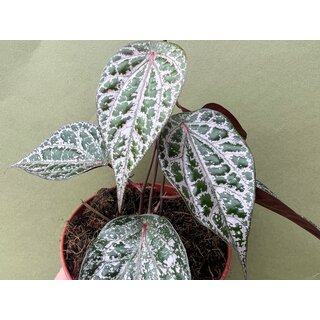 Piper crocatum Ableger