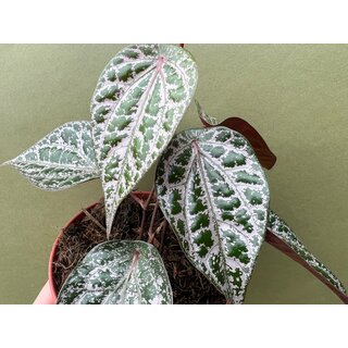 Piper crocatum Ableger