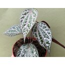 Piper crocatum Ableger