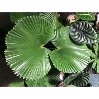 Licuala cordata Samen