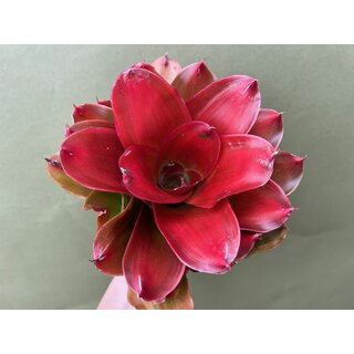 Neoregelia medusa