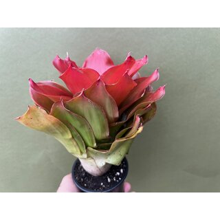 Neoregelia medusa