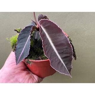 Labisia pumila