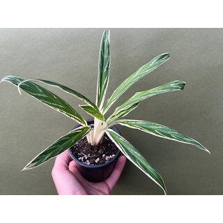 Aglaonema bamboo