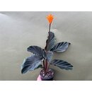 Calathea crocata