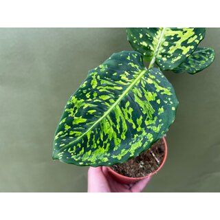 Dieffenbachia reflector