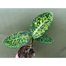 Dieffenbachia reflector