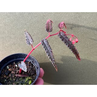 Begonia pteridiformis purple